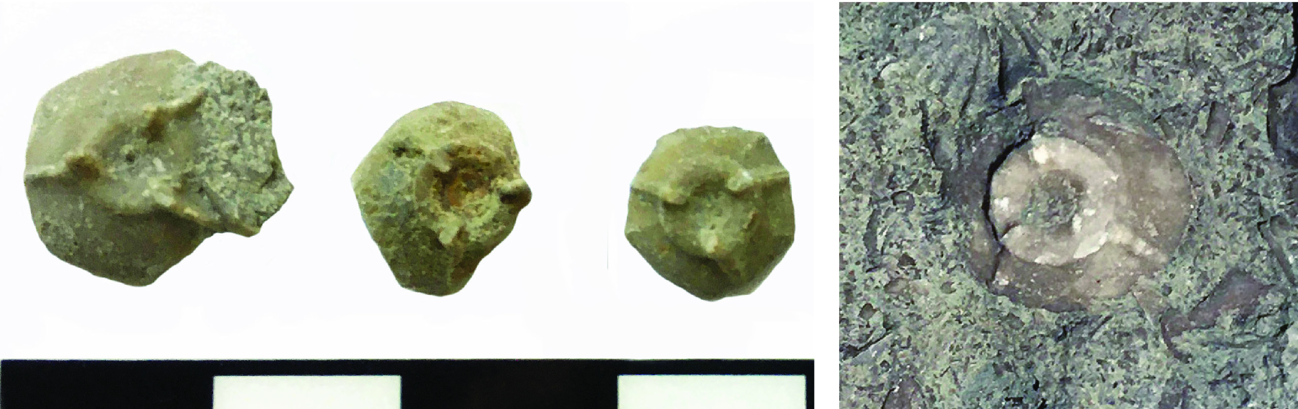 Platycrinites penicillus basal circlet plates from the base of the crinoid’s cup.